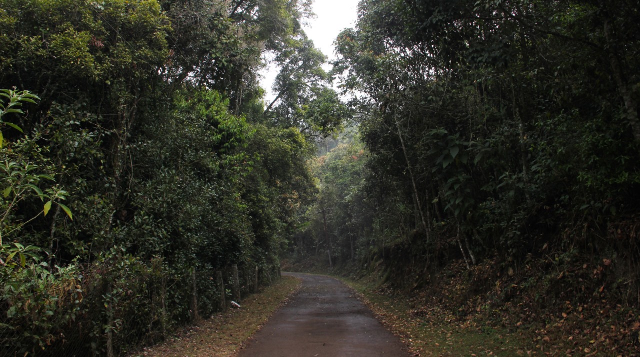Longwood Shola Reserve Forest